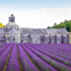 LA PROVENZA CON AROMA DE LAVANDA - Imagen 2