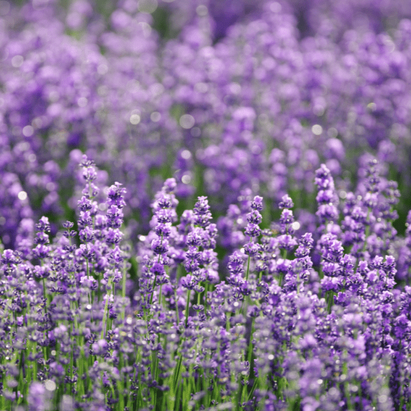 ESCAPADA SENSORIAL A BRIHUEGA : Lavanda, lujo y conexión interior 💜 - Imagen 3
